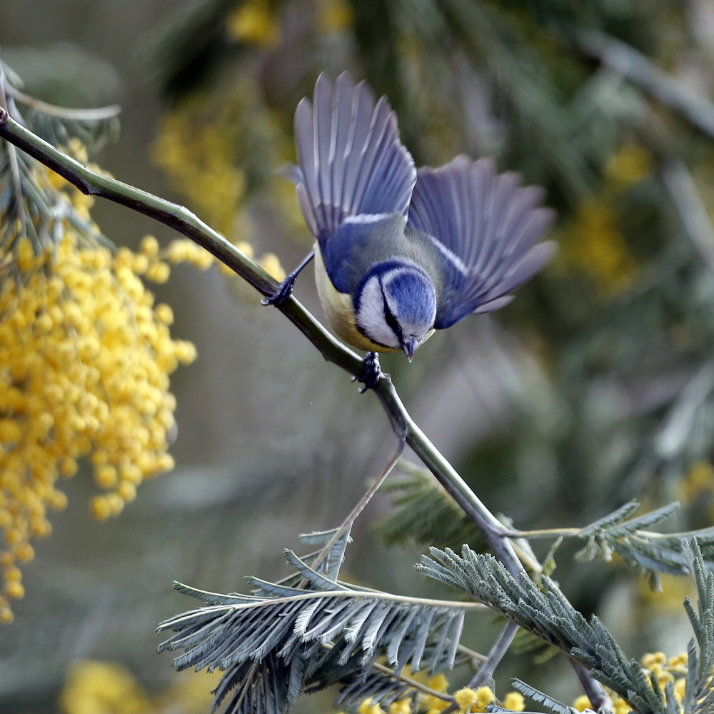 Mimosa d'hiver et Mésange bleue